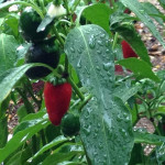 hot peppers growing in gardens