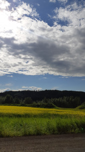 canola field2