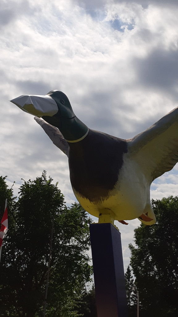 Andrew, Alberta - Worlds Largest Mallard Duck